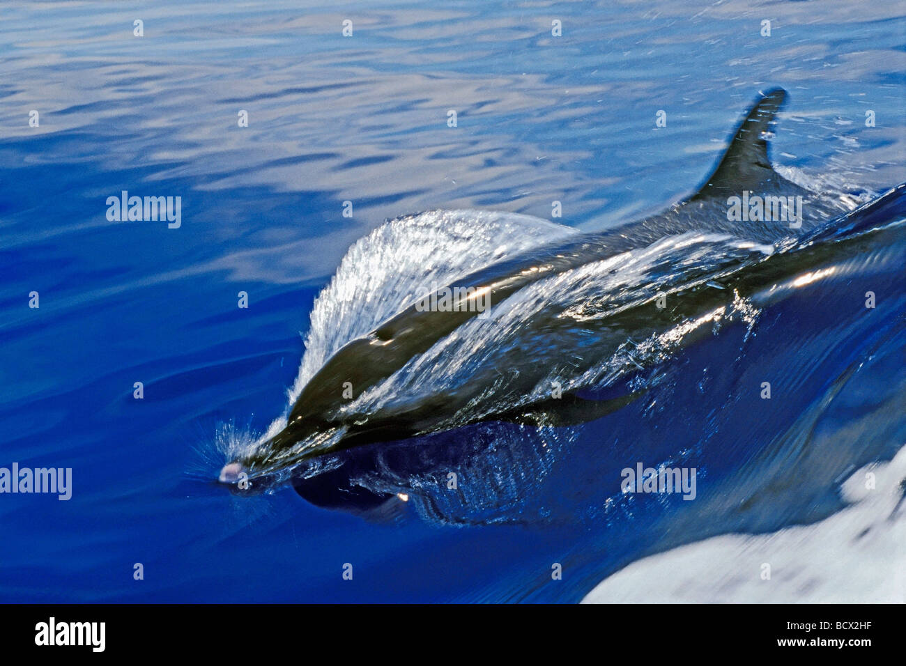 lang-snouted Spinner-Delfine Stenella Longirostris, Kona Big Island, Hawaii USA Pazifik Stockfoto
