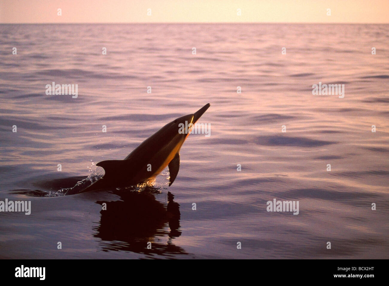 lang-snouted Spinner-Delfine Stenella Longirostris, Kona Big Island, Hawaii USA Pazifik Stockfoto
