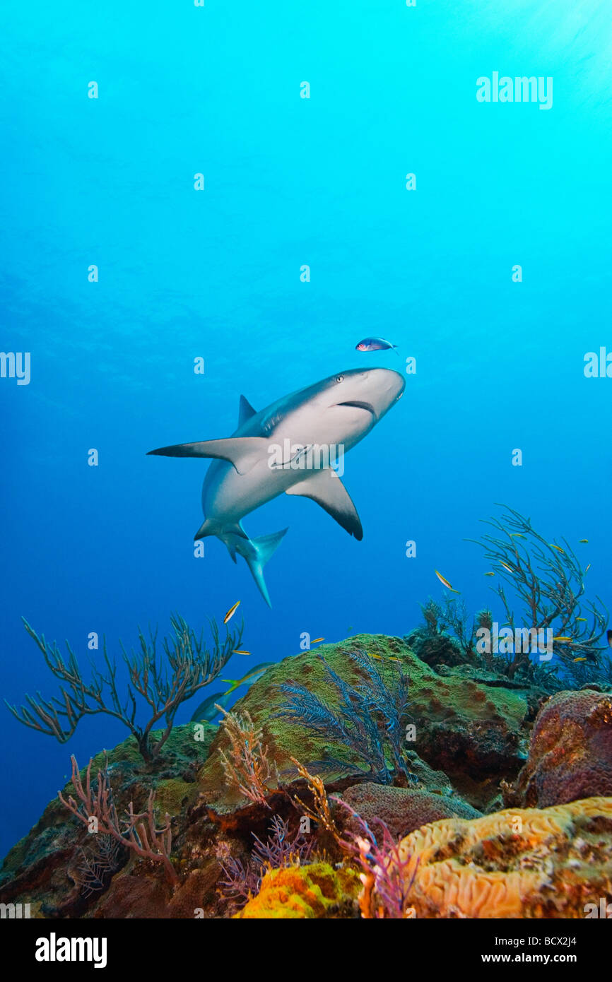 Caribbean Reef Shark Carcharhinus Perezi West End Atlantik Bahamas USA Stockfoto