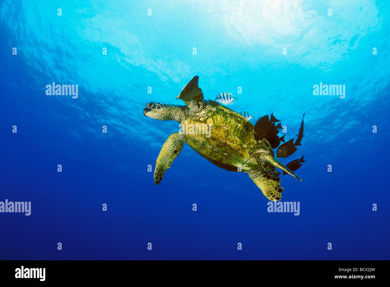 grüne Meeresschildkröte, Chelonia Mydas, Hawaii, USA, Kona, Big Island, Pazifik Stockfoto