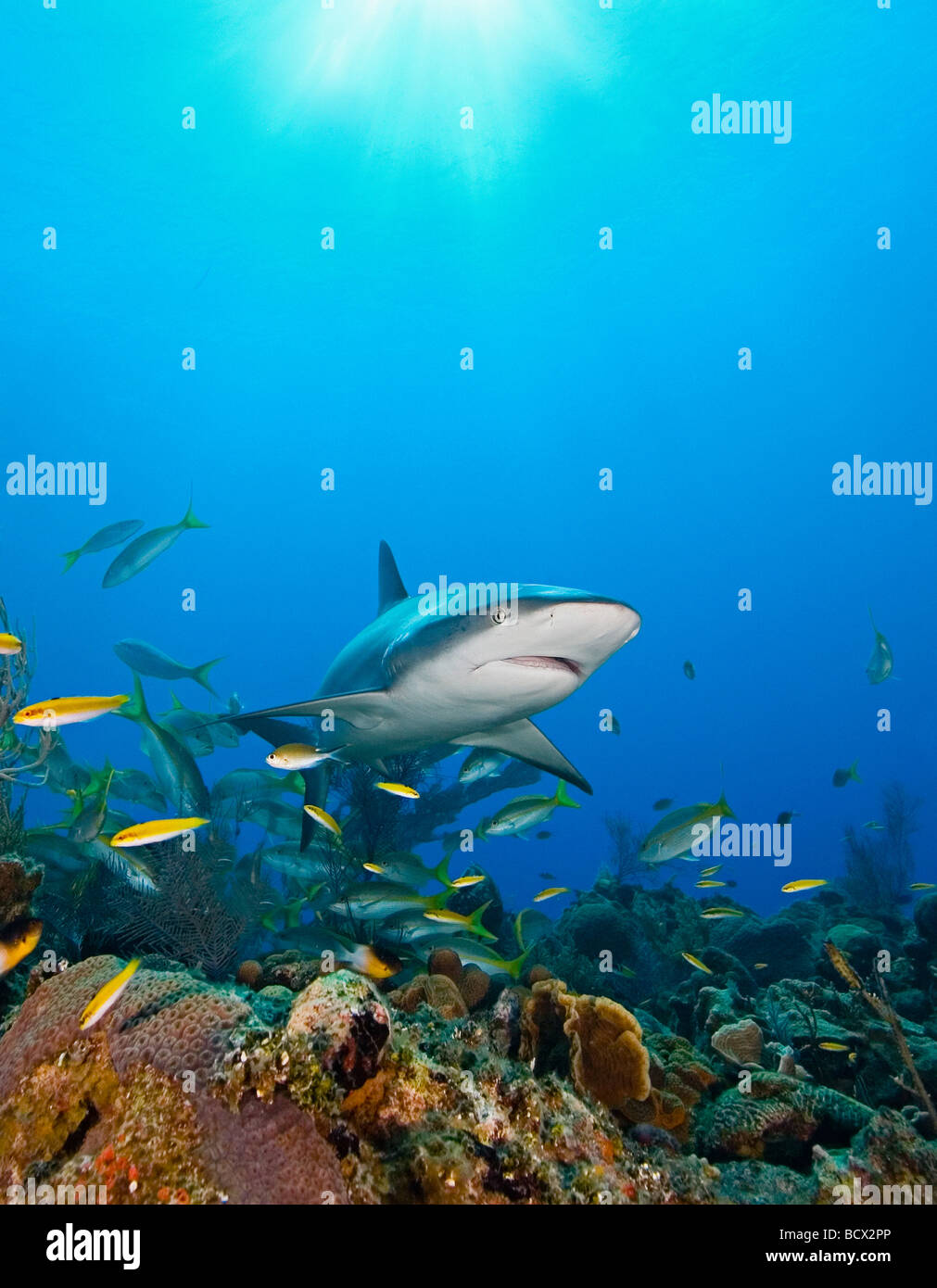 Karibische Riffhaie, Carcharhinus Perezi, Mycteroperca Bonaci, Grand Bahama, Atlantik, Bahamas Stockfoto