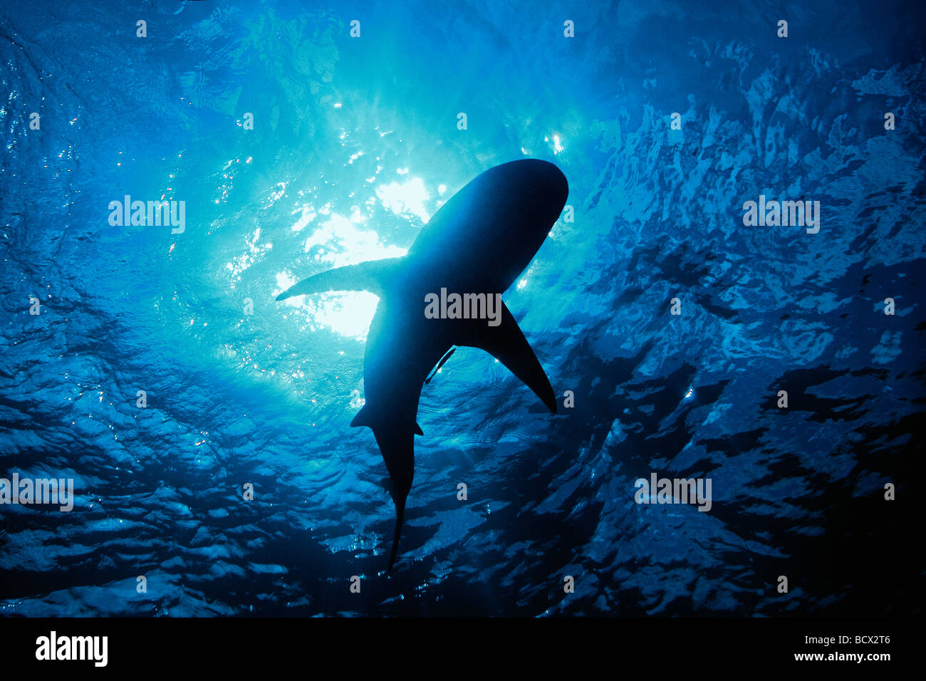 Karibischer Riff Hai Silhouette Carcharhinus Perezi West End Atlantik Bahamas USA Stockfoto