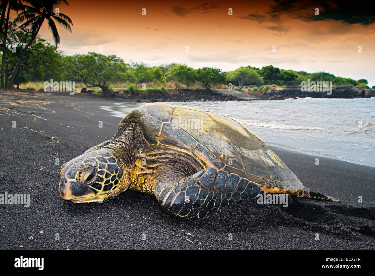 Grünen Meeresschildkröte in der Sonne Chelonia Mydas Punalu u Black Sand Beach Big Island Pazifik Hawaii USA Stockfoto