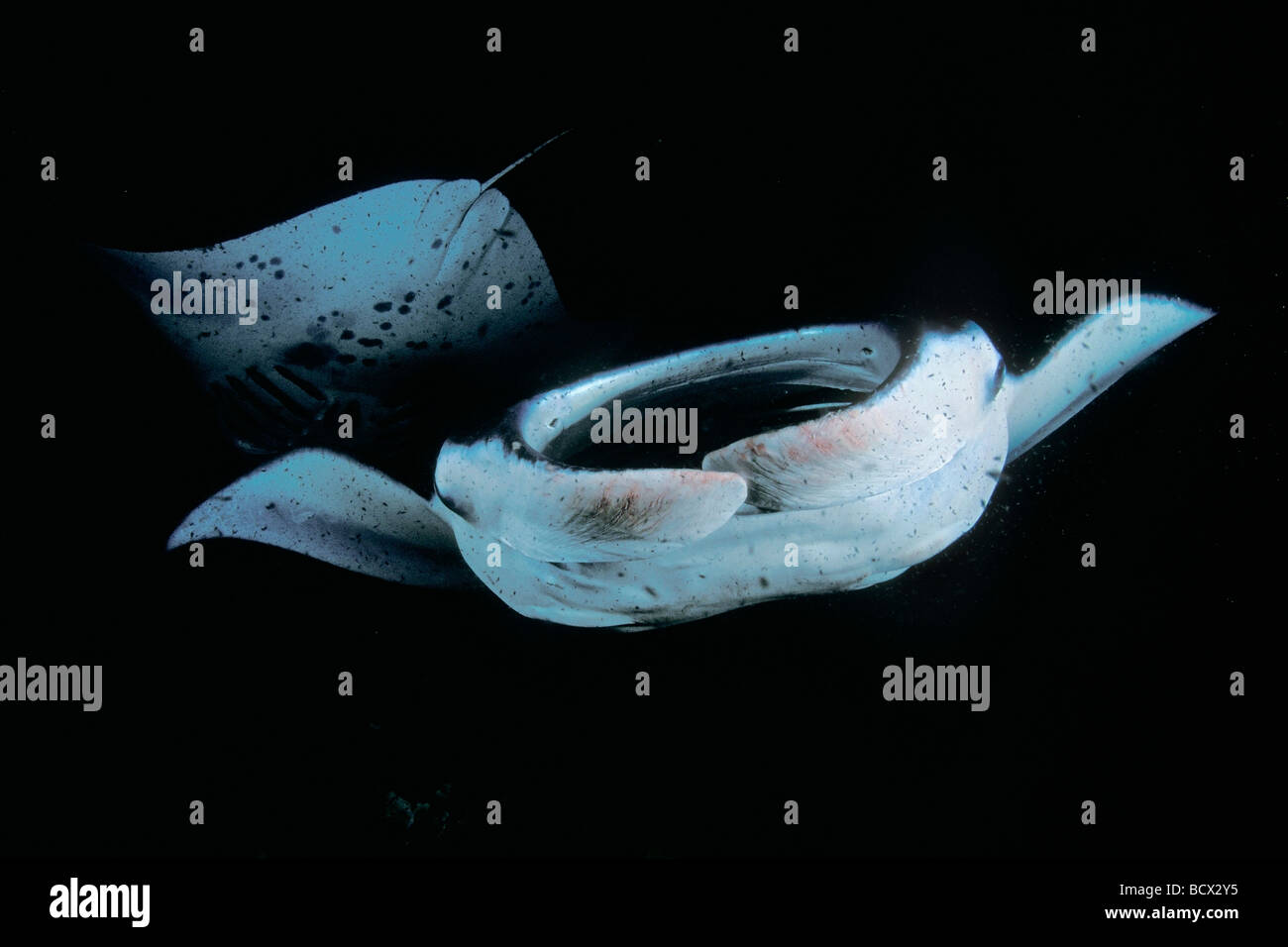 Manta-Rochen ernähren sich von Plankton in der Nacht, Manta Birostris, Kona, Big Island, Hawaii, USA, Pazifik Stockfoto