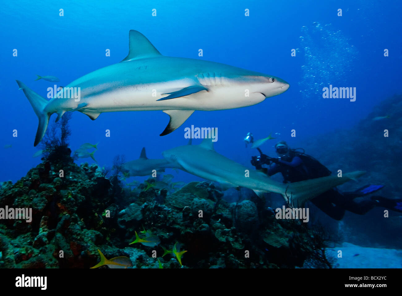 Caribbean Reef Sharks Carcharhinus Perezi West End Atlantik Bahamas USA Stockfoto