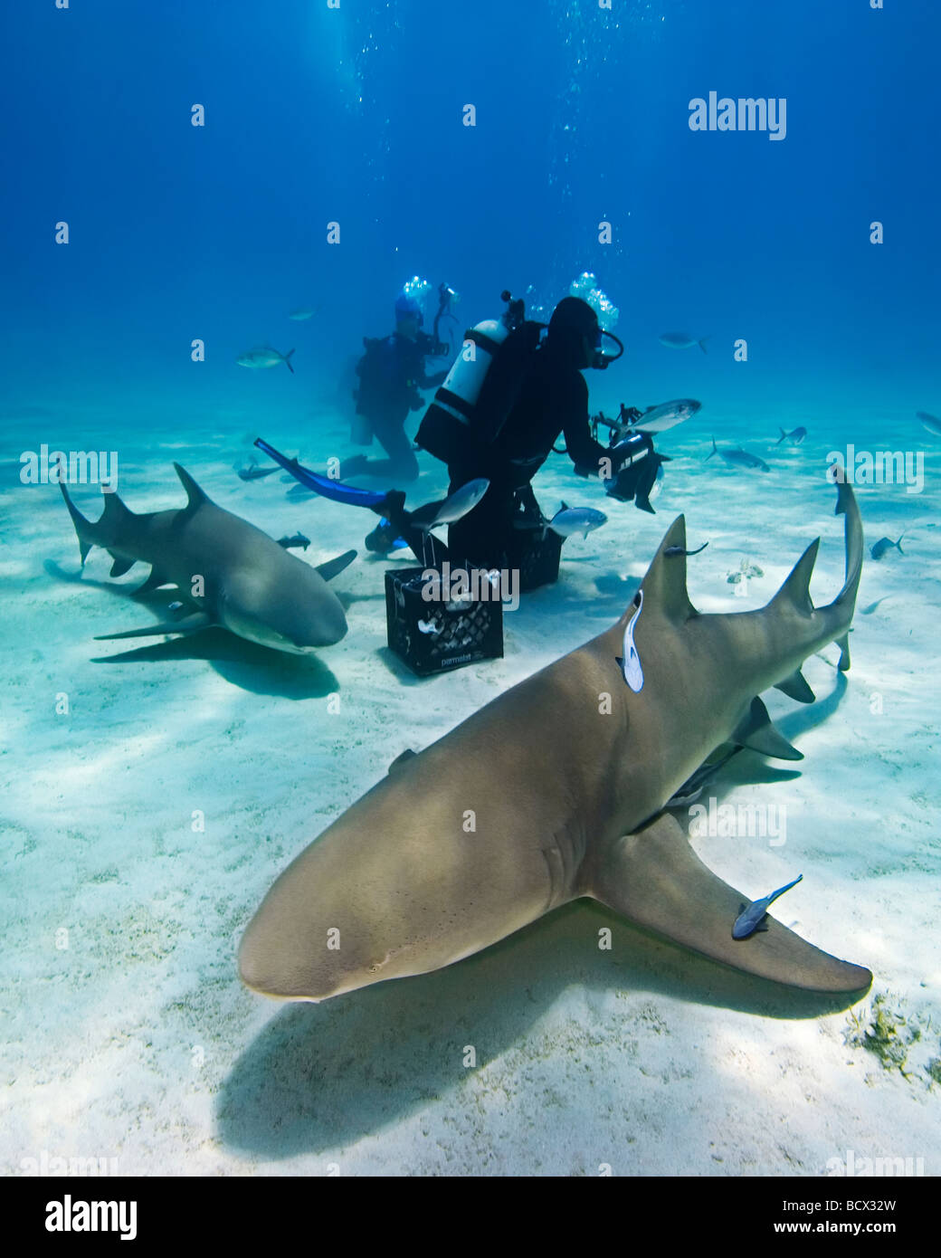 Lemon Shark Diver Negaprion Brevirostris Atlantik Bahamas Stockfoto