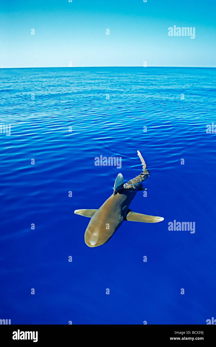 Ozeanische Weißspitzen Hai Carcharhinus Longimanus Kona Küste Big Island Pacific Ocean Hawaii USA Stockfoto