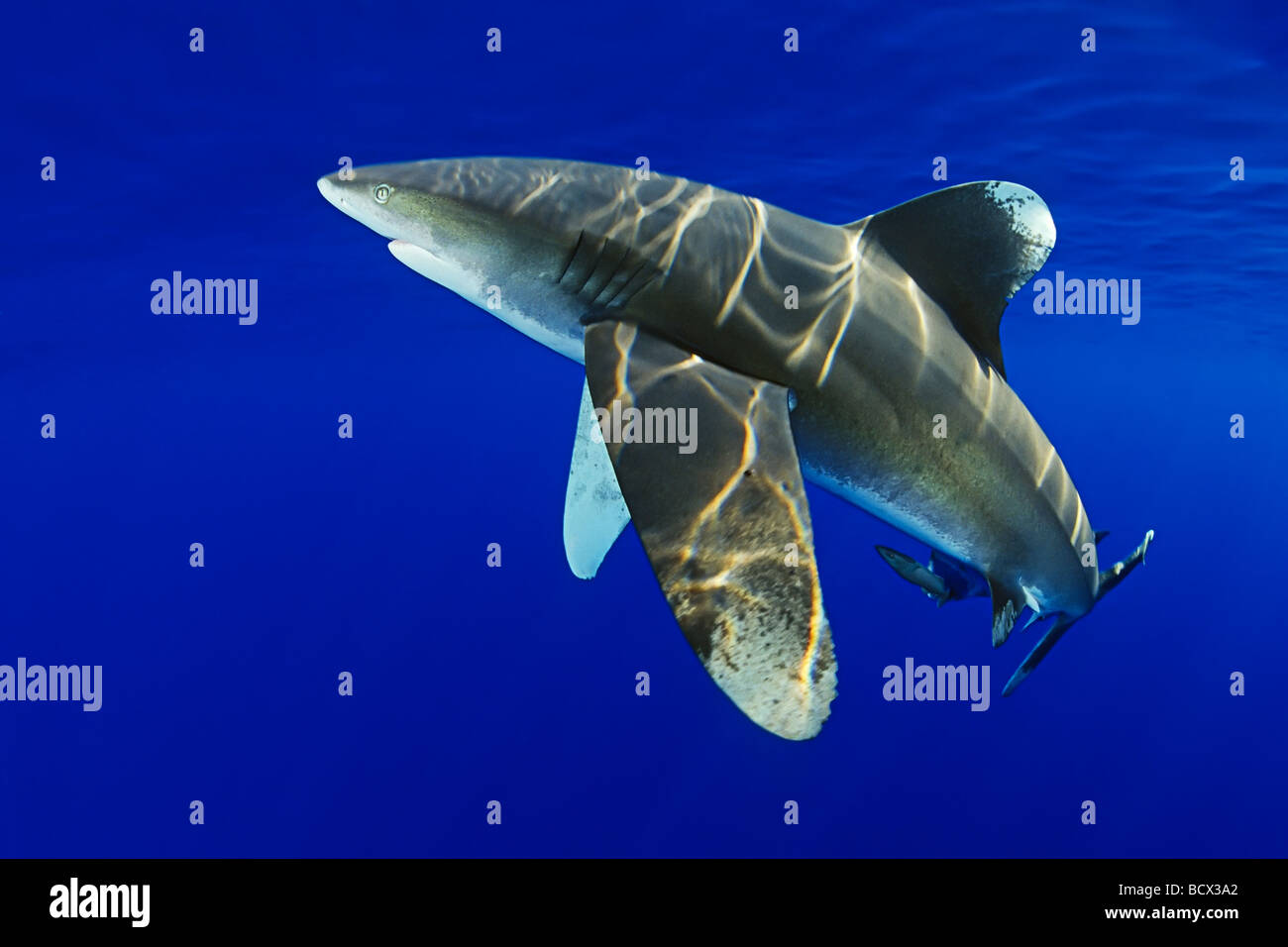 Ozeanische Weißspitzen Haie Carcharhinus Longimanus Kona Küste Big Island Pacific Ocean Hawaii USA Stockfoto