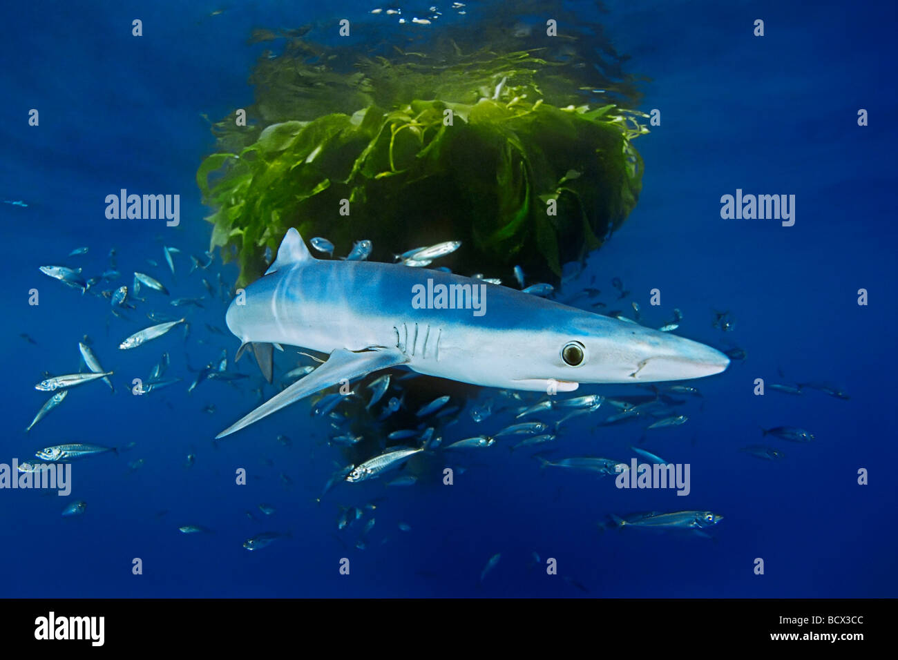 Blue Shark und Schule von Jack Makrele Prionace Glauca Trachurus Symmetricus San Diego Ost Pazifik Kalifornien USA Stockfoto