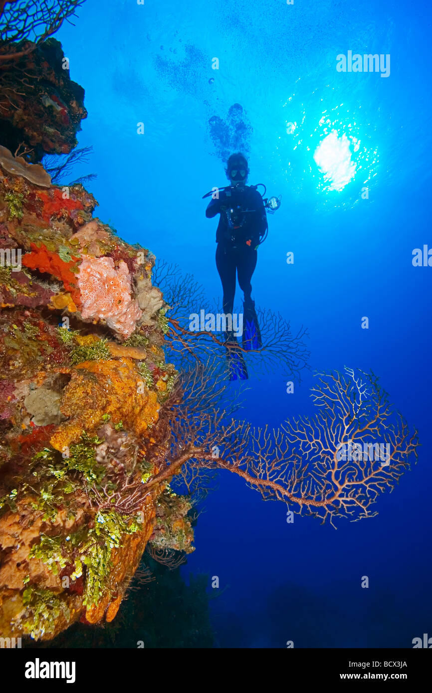 Taucher mit Kamera-Ausrüstung über Coral Reef West End Grand Bahamas Karibik Bahamas Stockfoto