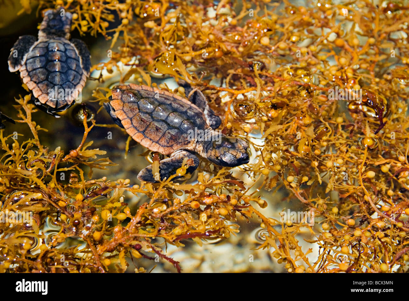 Unechte Karettschildkröte Jungtiere, Zuflucht unter den Sargassum Unkraut, Caretta Caretta, Sargassum Natans, Juno Beach, Atlantik, Stockfoto