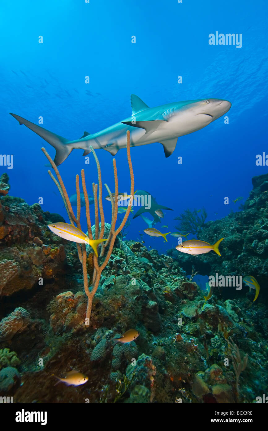 Caribbean Reef Shark über Coral Reef Carcharhinus Perezi West End Grand Bahamas-Karibik-Bahamas Stockfoto