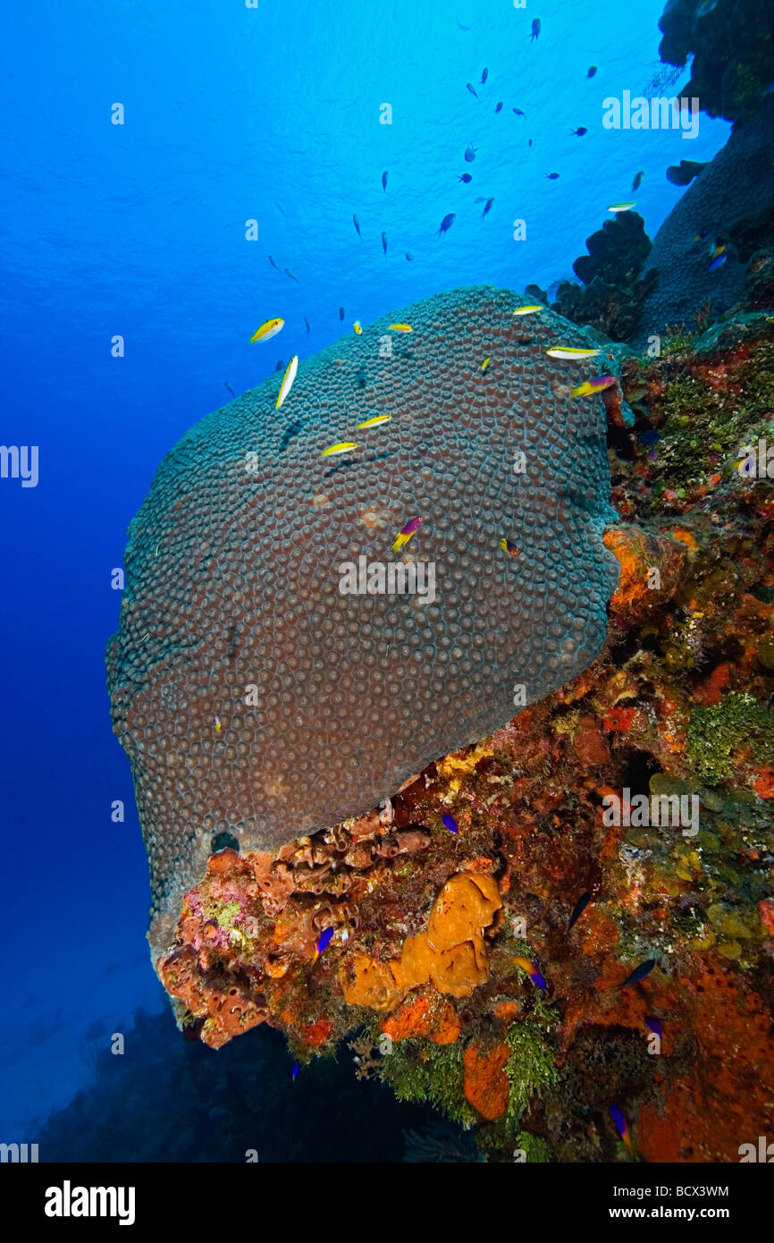 Große Sterne Coral, Montastrea Cavernosa, West End, Atlantik, Bahamas, USA Stockfoto