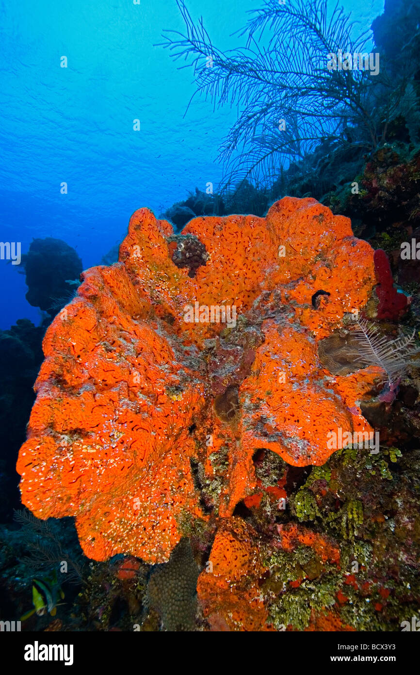 Orange Elephant Ear Sponge, Agelas Clathrodes, West End, Atlantik, Bahamas, USA Stockfoto