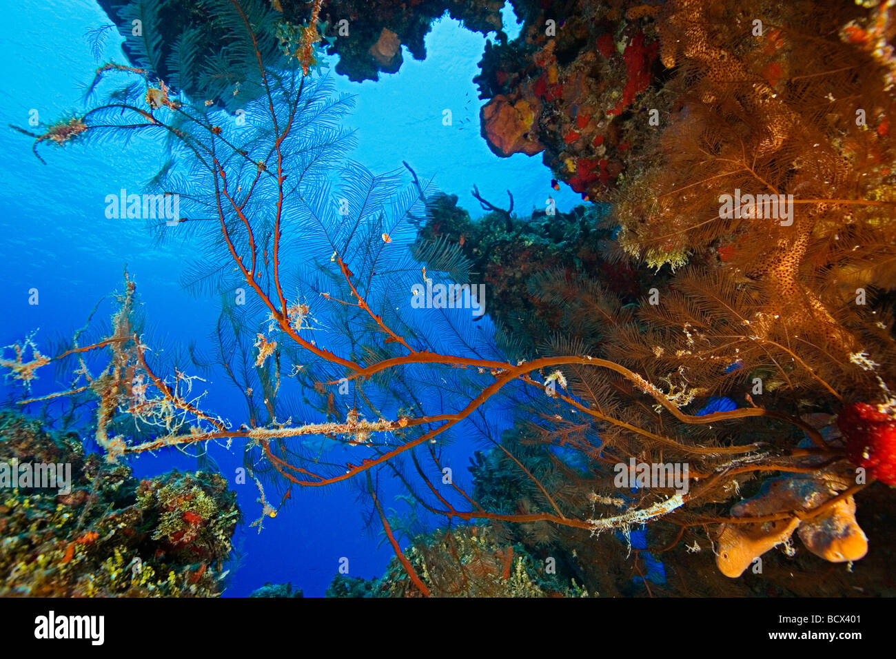 Feder, schwarze Korallen, Antipathes Pennacea, West End, Atlantik, Bahamas, USA Stockfoto