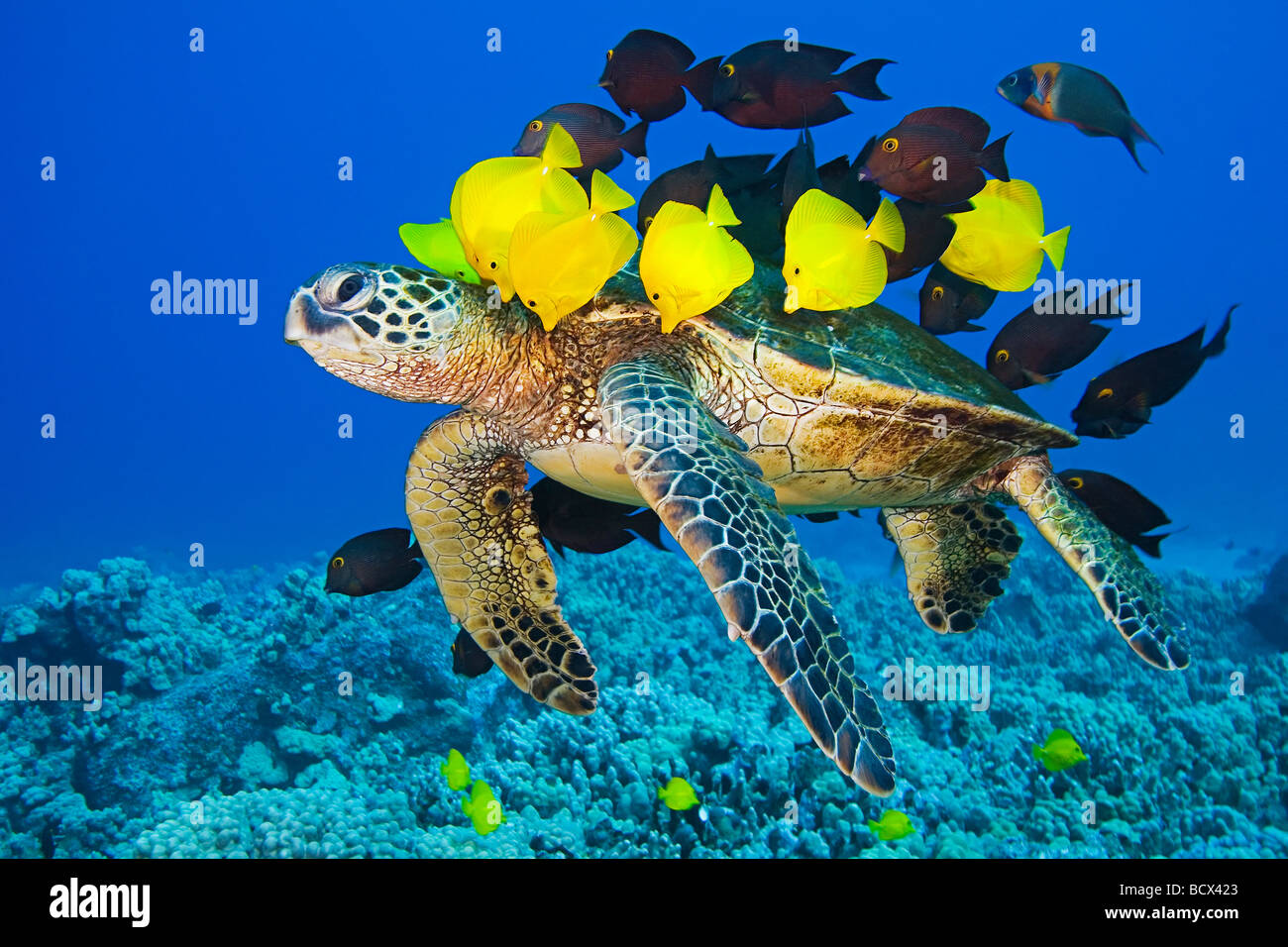 Grüne Meeresschildkröte gereinigt durch Doktorfische Chelonia Mydas Kona Küste Big Island Pacific Ocean Hawaii USA Stockfoto