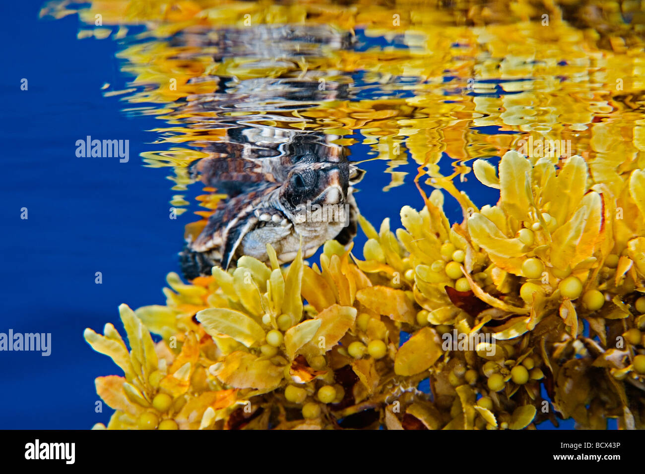 Unechte Sea Turtle Jungtier im Freiwasser Caretta Caretta Sargasso-See Atlantik Stockfoto