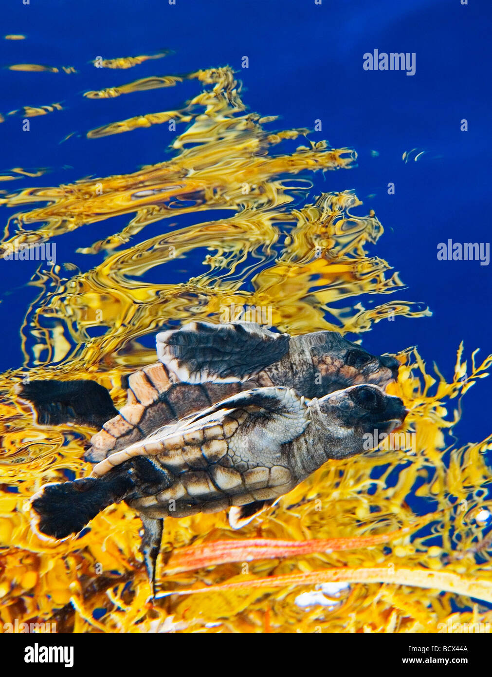 Unechte Sea Turtle Jungtier im Freiwasser Caretta Caretta Sargasso-See Atlantik Stockfoto