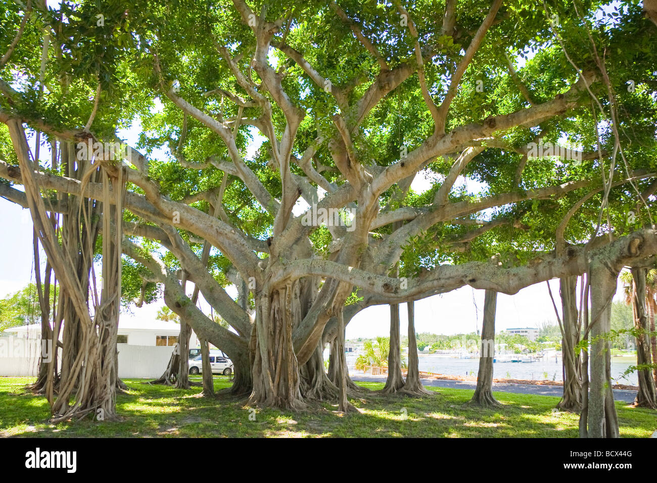 Banyan Baum Ficus spec Jupiter Palm Beach County Florida USA Stockfoto