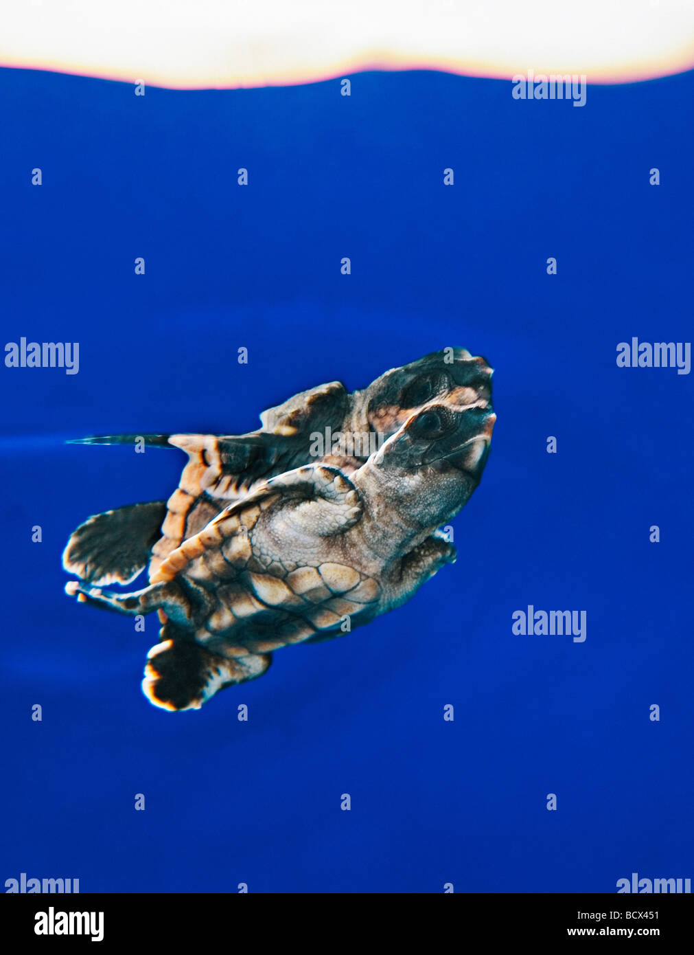 Unechte Sea Turtle Jungtier im Freiwasser Caretta Caretta Sargasso-See Atlantik Stockfoto