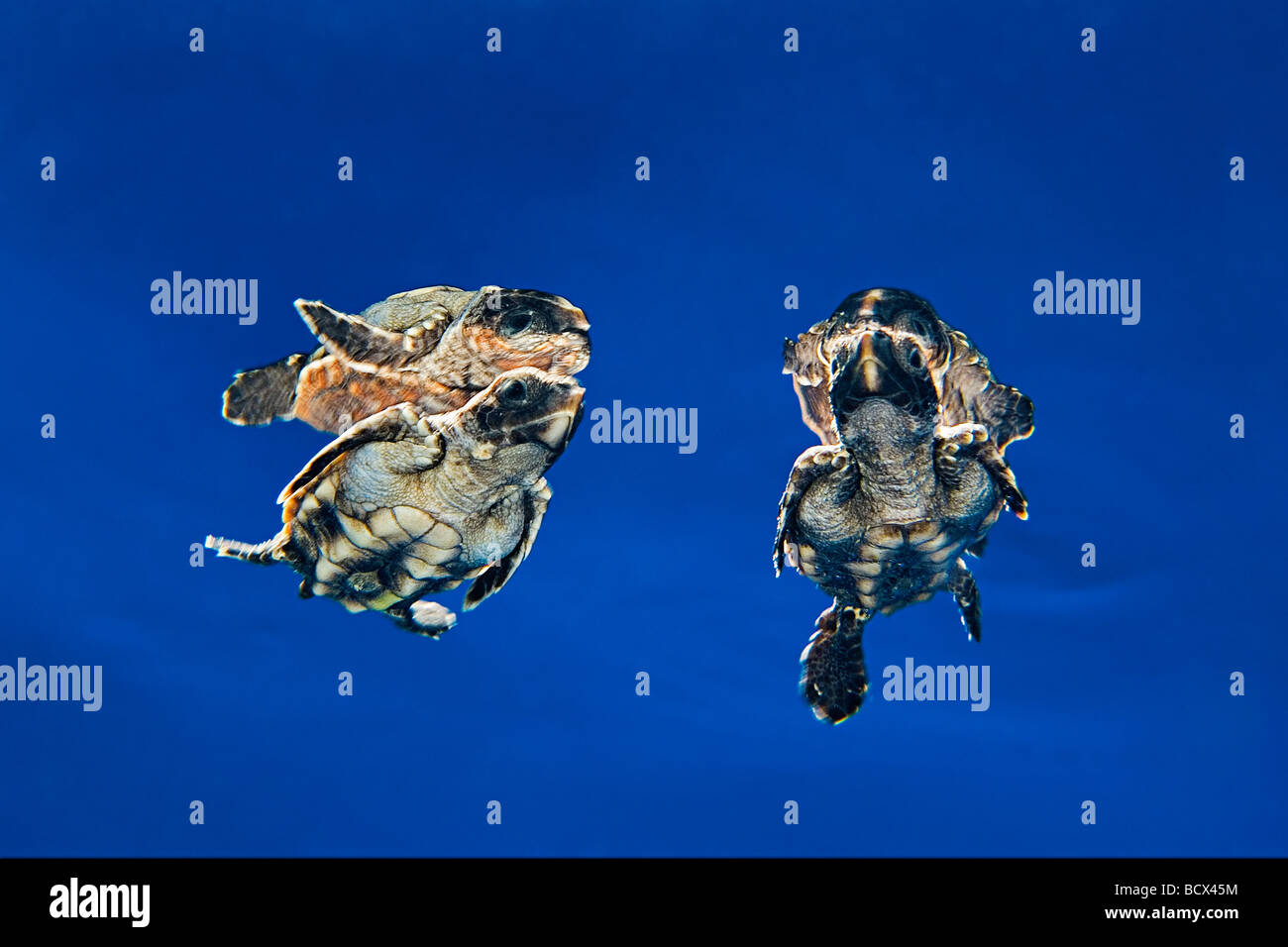 Unechte Sea Turtle Jungtier im Freiwasser Caretta Caretta Sargasso-See Atlantik Stockfoto