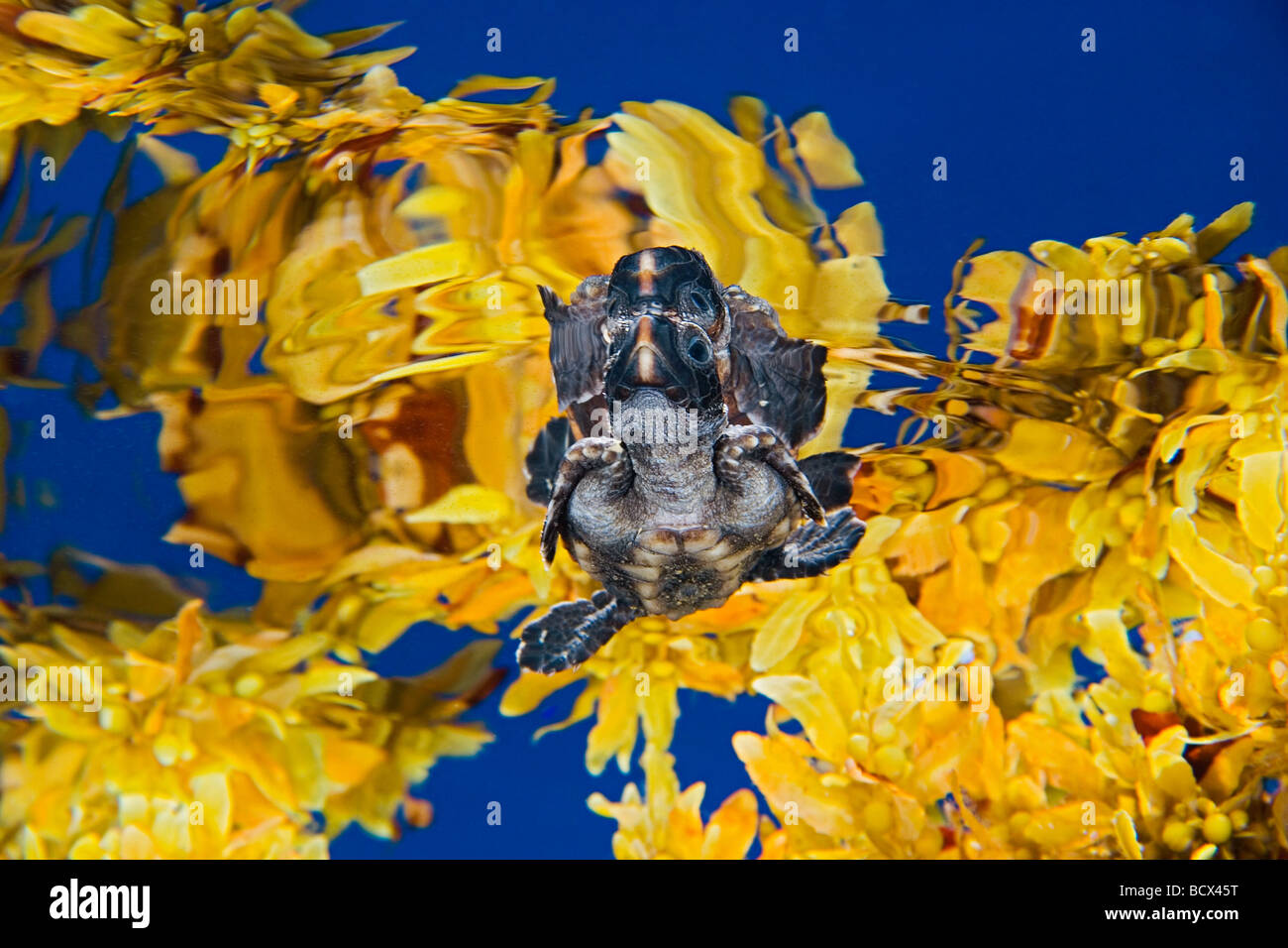 Unechte Sea Turtle Jungtier im Freiwasser Caretta Caretta Sargasso-See Atlantik Stockfoto