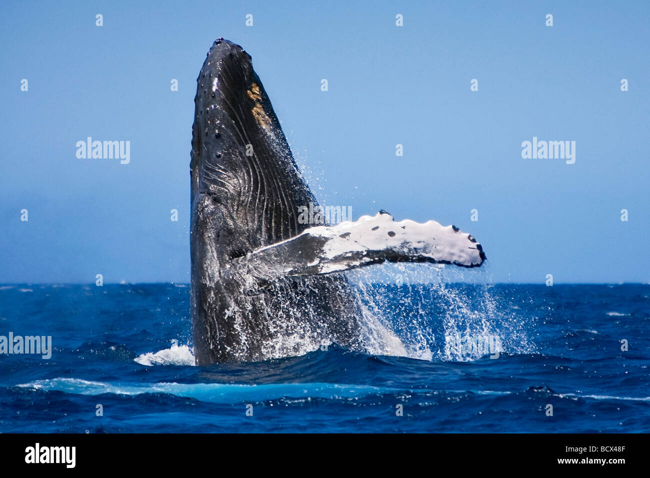 Verstoß gegen Novaeangliae Buckelwal Impressionen Pazifik Hawaii USA Stockfoto