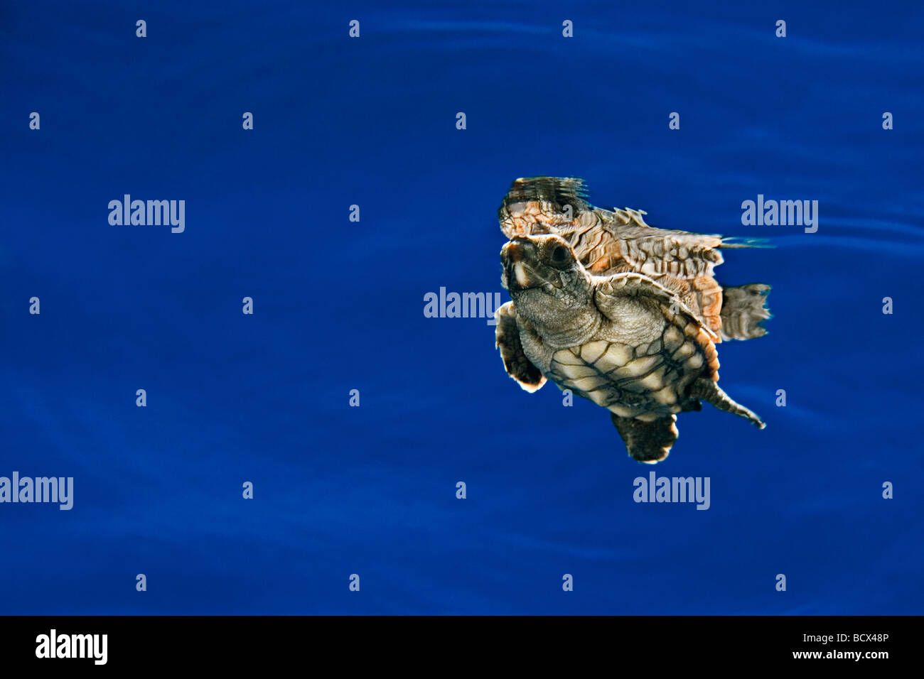Unechte Karettschildkröte Jungtier Artenschutz Caretta Caretta Sargassum Natans Sargasso-See Atlantik Stockfoto