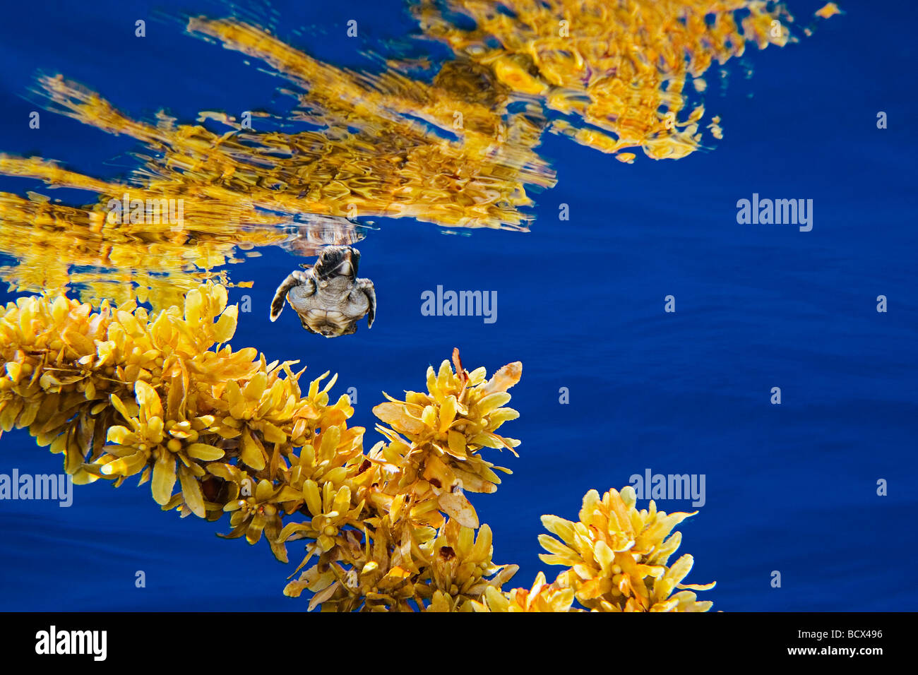Unechte Karettschildkröte Jungtier Artenschutz Caretta Caretta Sargassum Natans Sargasso-See Atlantik Stockfoto