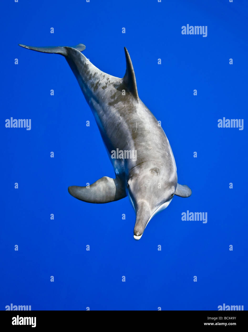 Grob-gezahnte Delphin, Steno Bredanensis, Pazifik, Hawaii, USA Stockfoto