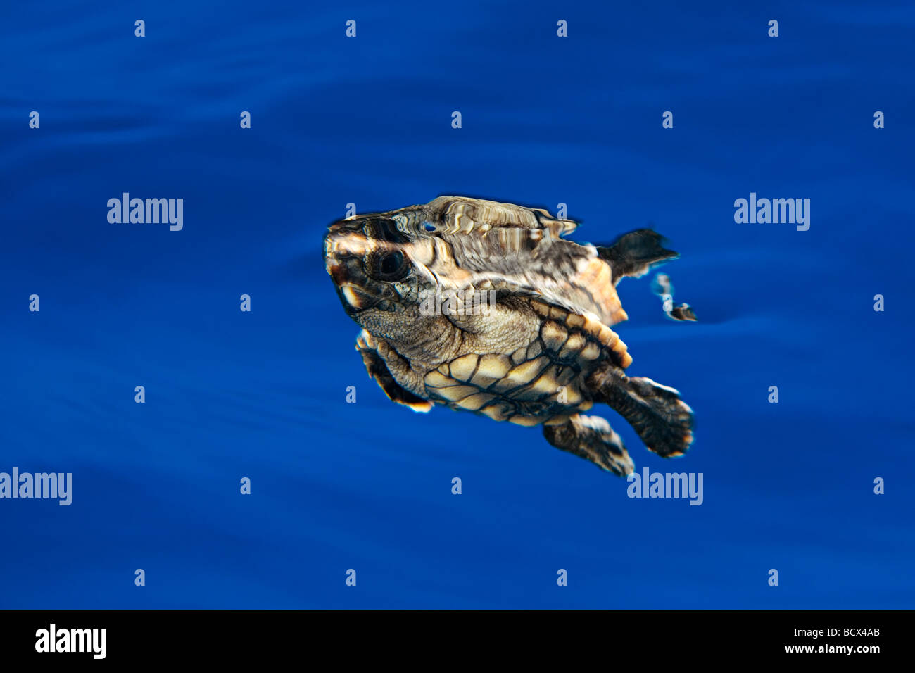 Unechte Karettschildkröte Jungtiere Caretta Caretta Sargassum Juno Beach Atlantik Florida USA Stockfoto