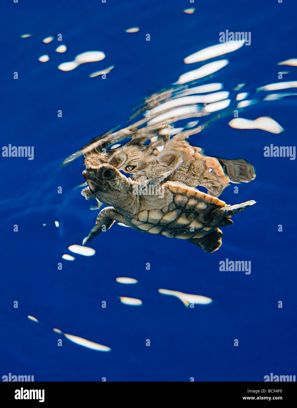 Unechte Karettschildkröte Jungtiere Caretta Caretta Sargassum Juno Beach Atlantik Florida USA Stockfoto