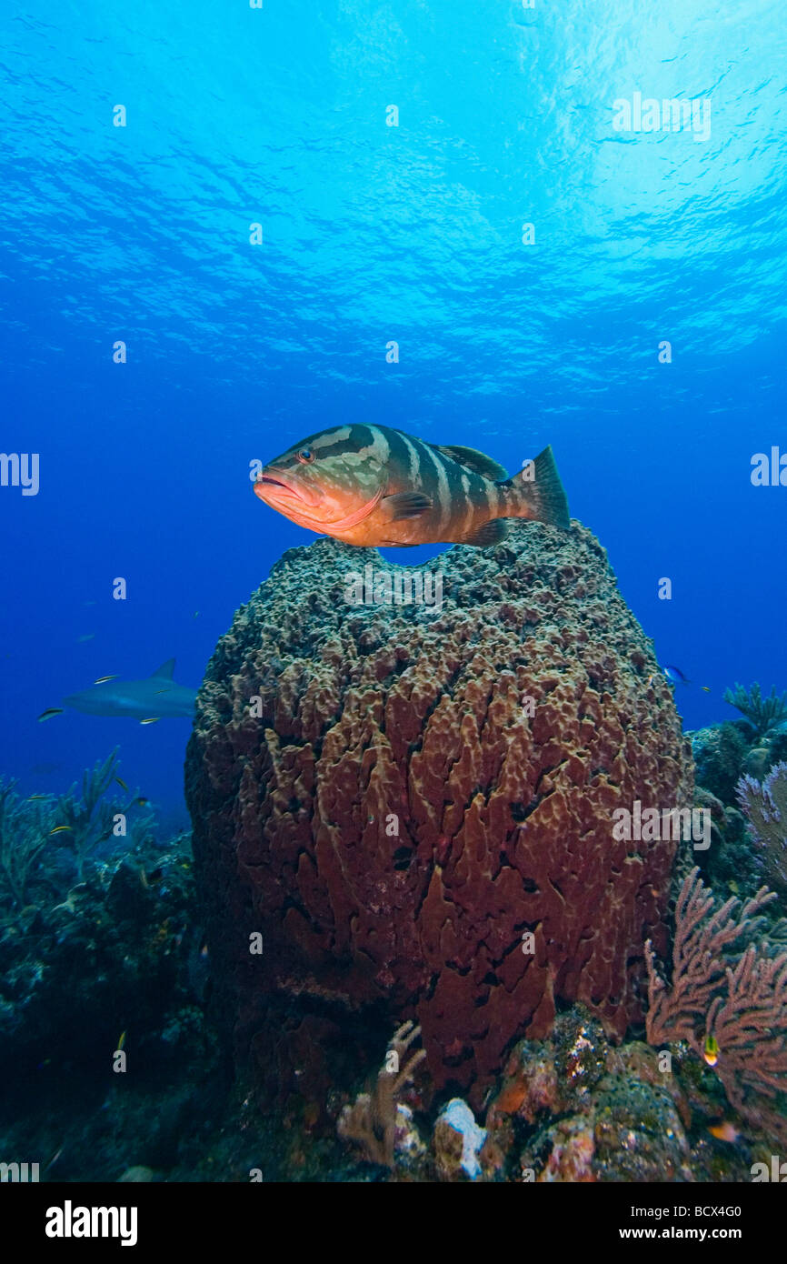 Nassau-Zackenbarsch über Riesen Fass-Schwamm-Epinephelus Striatus Xestospongia Muta West End Atlantik Bahamas Stockfoto