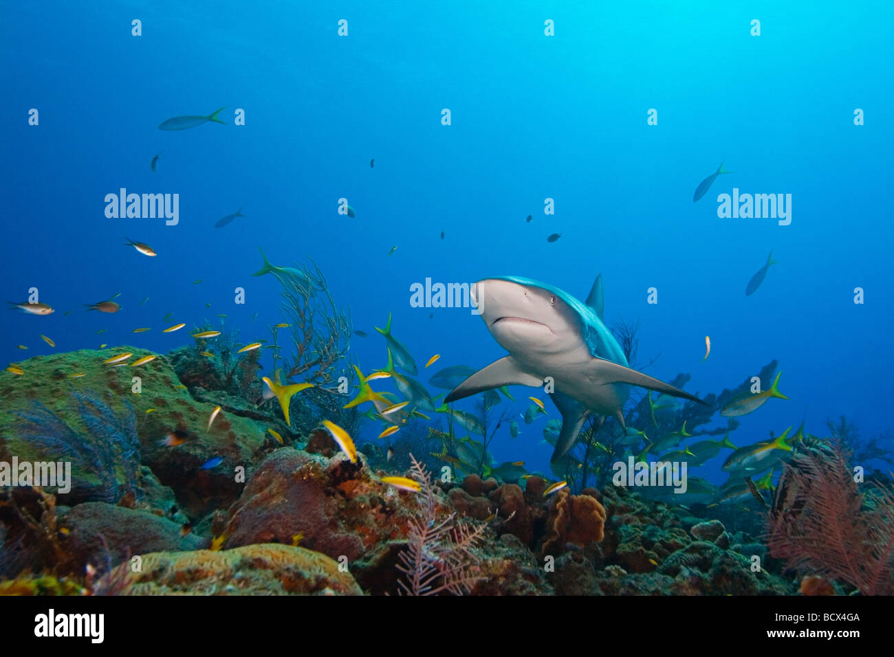 Caribbean Reef Shark über Korallenriff Carcharhinus Perezi West End Atlantik Bahamas USA Stockfoto
