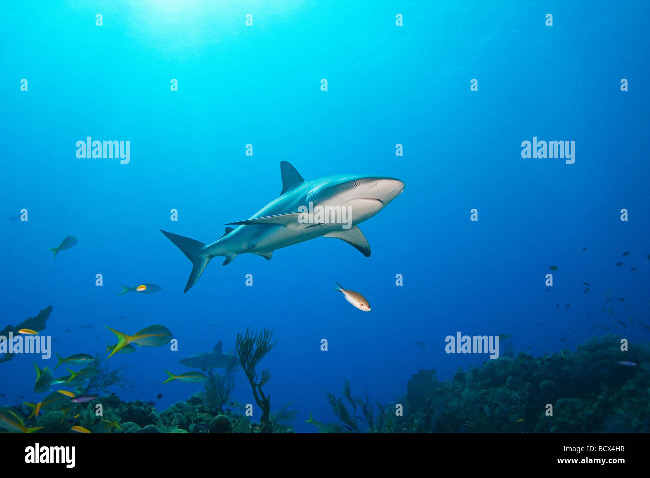 Caribbean Reef Shark Carcharhinus Perezi West End Atlantik Bahamas USA Stockfoto