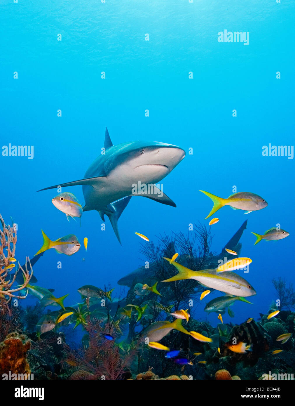Karibische Riffhaie über Korallenriff Carcharhinus Perezi West End Atlantik Bahamas USA Stockfoto