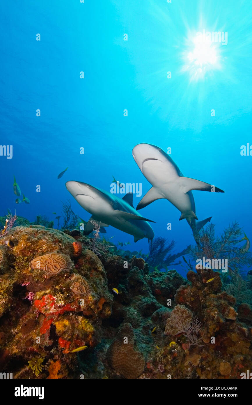 2 Karibik Riff Haie Carcharhinus Perezi West End Atlantik Bahamas USA Stockfoto