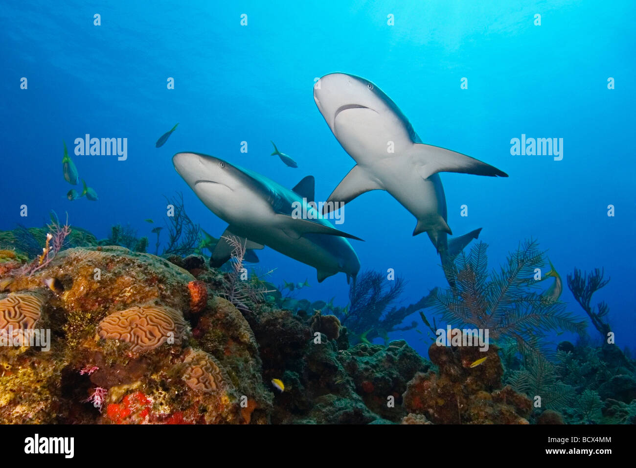 Zwei Karibik Riff Haie Carcharhinus Perezi West End Atlantik Bahamas USA Stockfoto