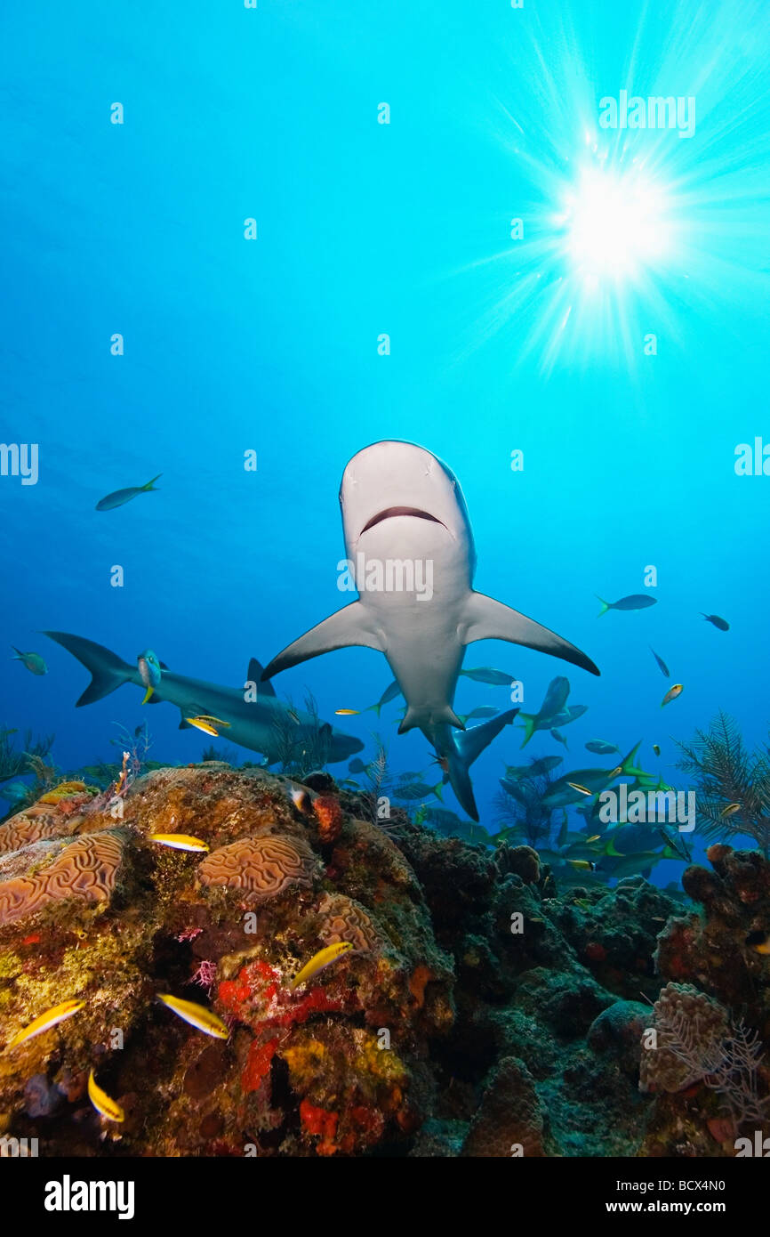 Karibische Riffhaie über Korallenriff Carcharhinus Perezi West End Atlantik Bahamas USA Stockfoto