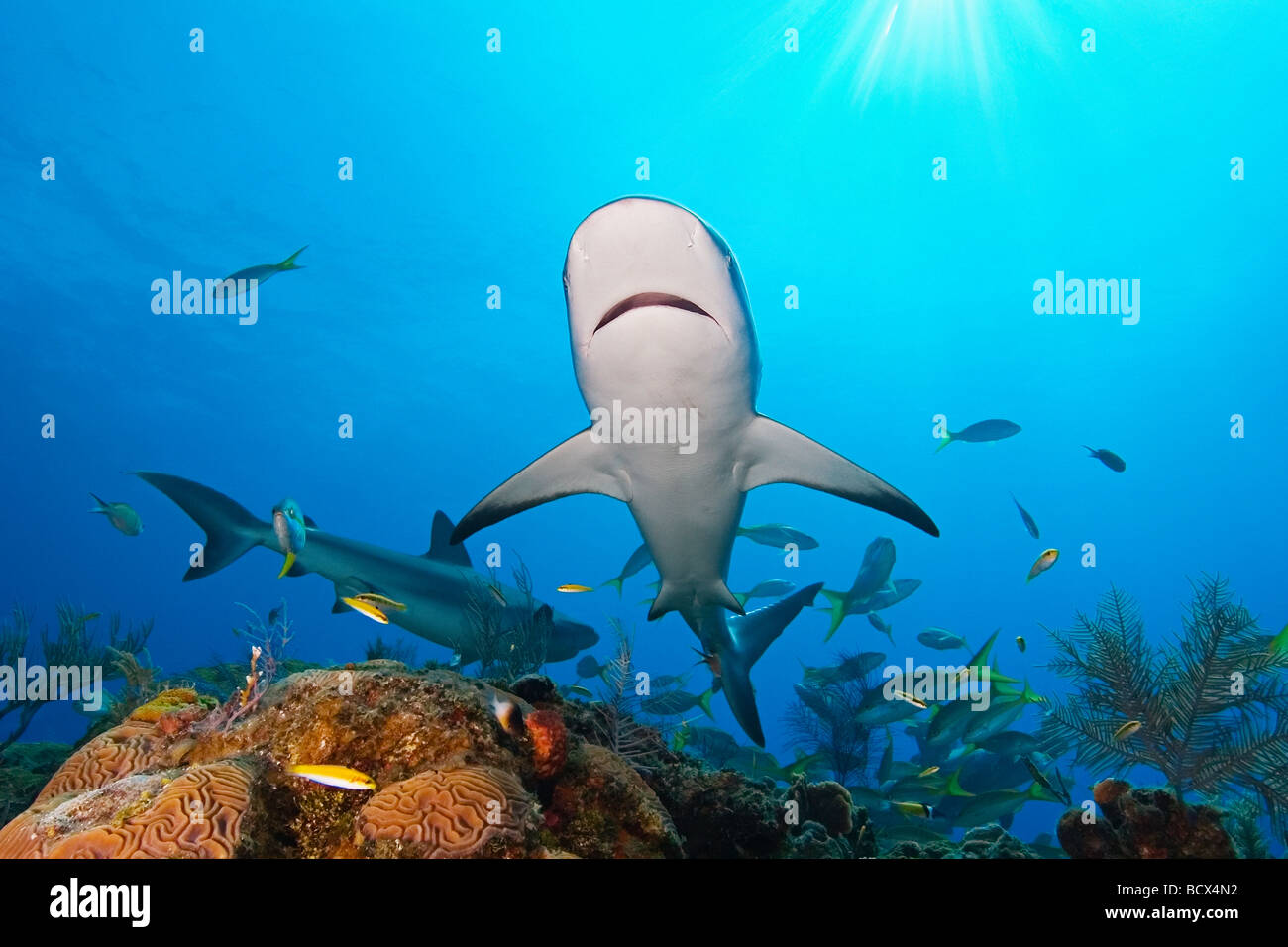 Caribbean Reef Sharks Carcharhinus Perezi West End Atlantik Bahamas USA Stockfoto