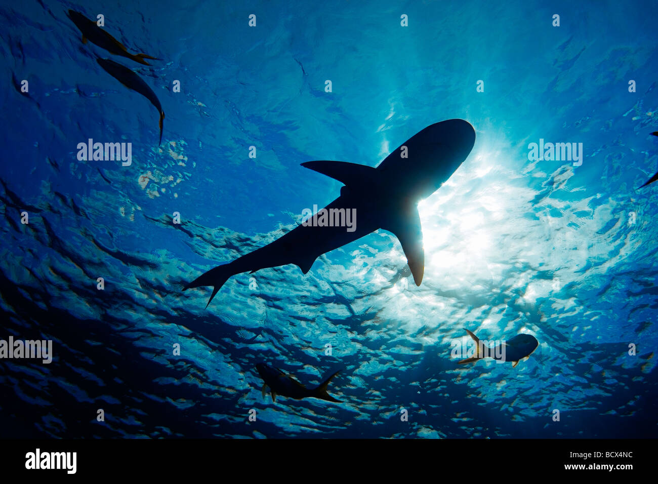 Caribbean Reef Shark Carcharhinus Perezi West End Atlantik Bahamas Stockfoto