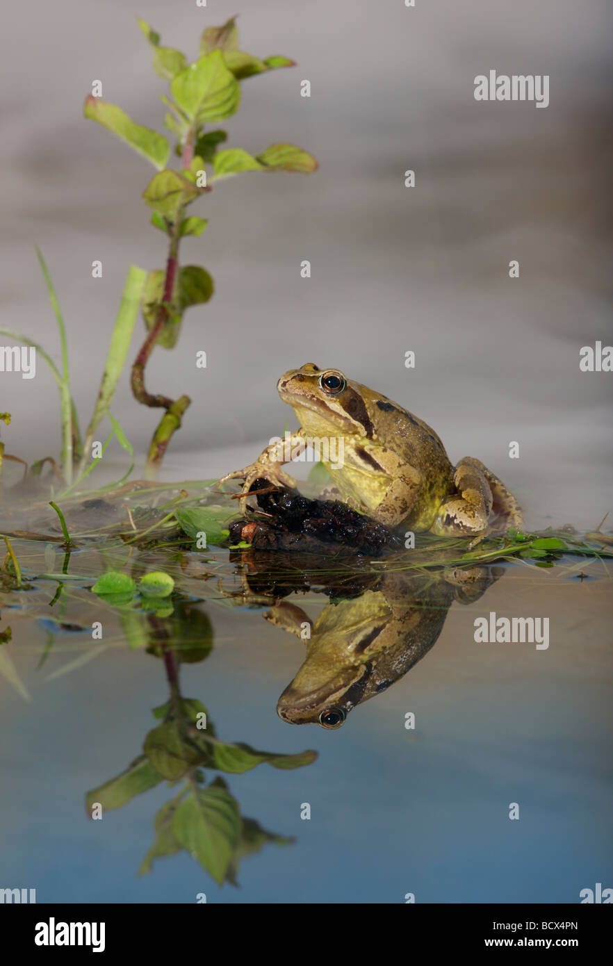 Gemeinsamen Frosch Rana Temporaria mit Reflexion Stockfoto