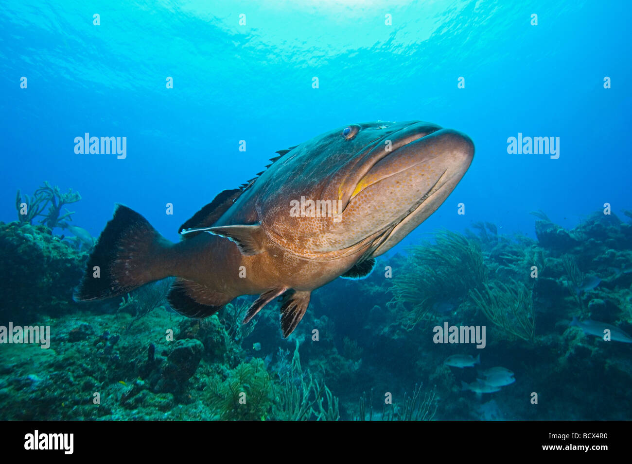 Black Grouper Mycteroperca Bonaci West End Atlantik Bahamas Stockfoto