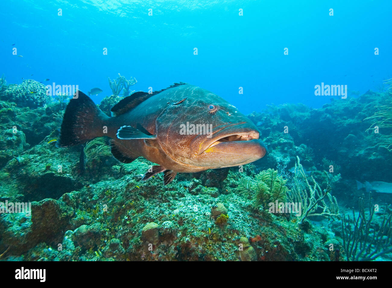 Black Grouper Mycteroperca Bonaci West End Atlantik Bahamas Stockfoto