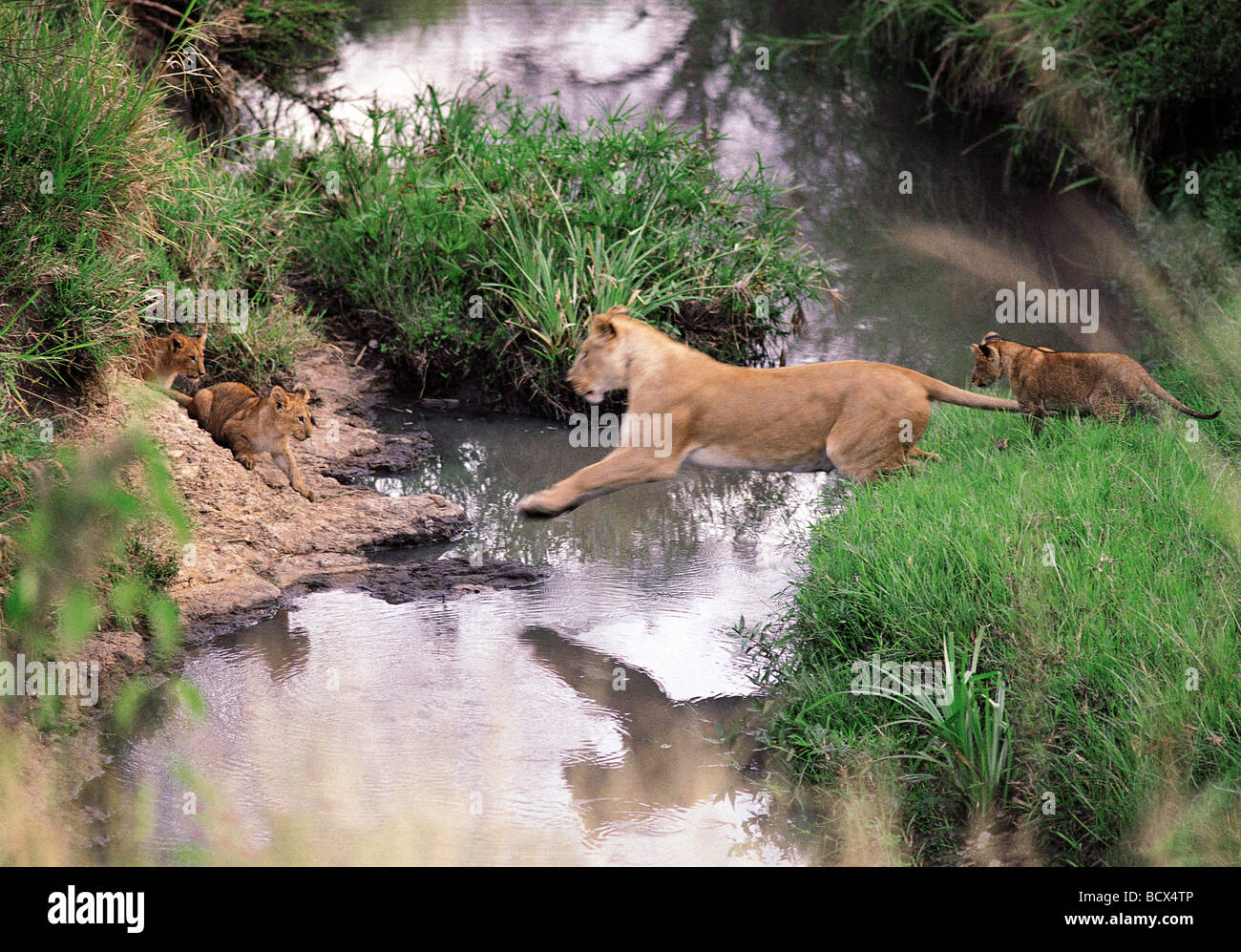Löwin, die Förderung der kleinen Jungen zu springen über einen Stream Masai Mara National Reserve Kenia in Ostafrika 4. Serie von 11 Bildern Stockfoto
