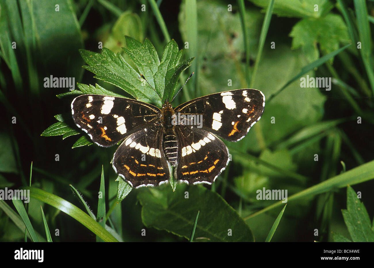 Araschnia Levana LinnÈ Stockfoto