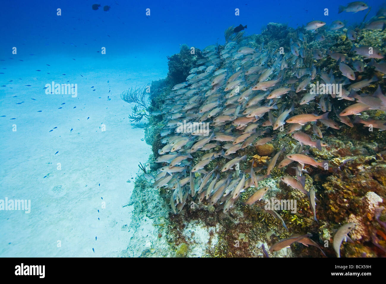 Schulzeit grau Schnapper über Korallenriff Lutjanus früh West End Atlantik Bahamas Stockfoto