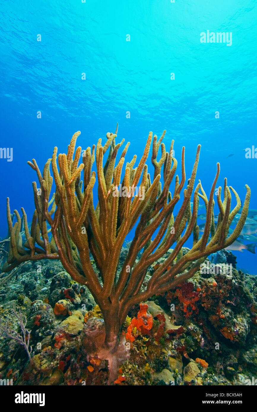 Poröse Meer Ruten Pseudoplexaura sp West End Atlantik Bahamas Stockfoto