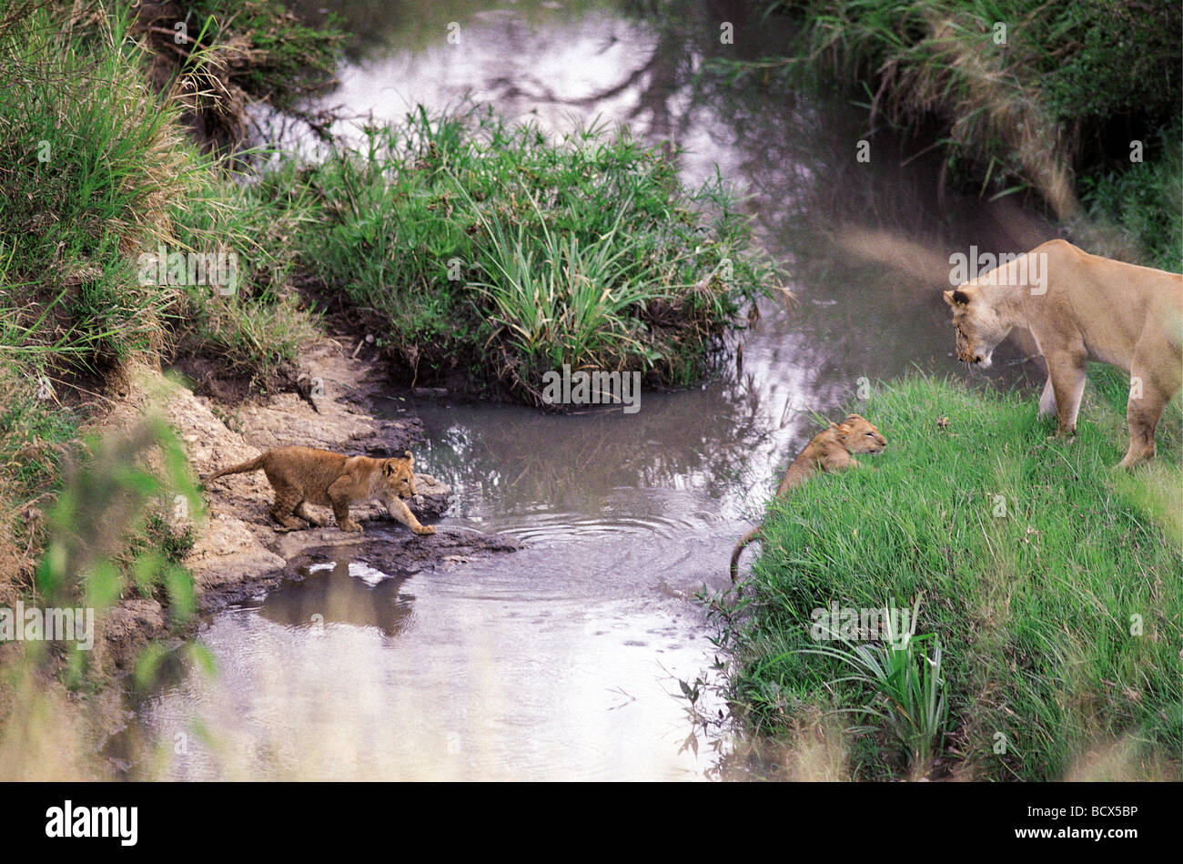 Löwin, die Förderung der kleinen Jungen zu springen über Stream Masai Mara National Reserve Kenia in Ostafrika 8. Serie von 11 Bildern Stockfoto