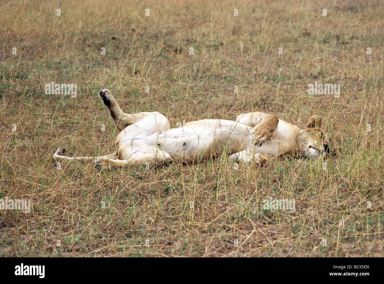 Reife Löwin liegend schnell einschlafen in offenen Boden Masai Mara National Reserve Kenia in Ostafrika Stockfoto